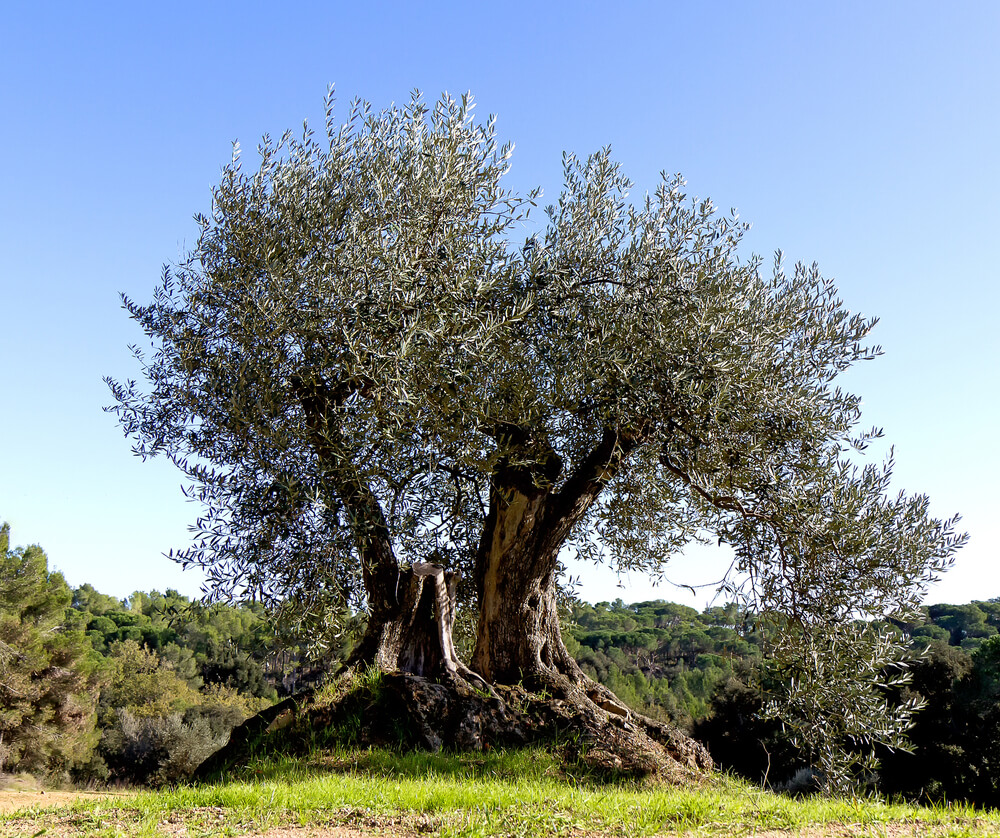 עץ זית עתיק